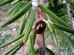 Chrysolina americana