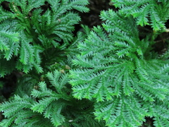 Selaginella involvens