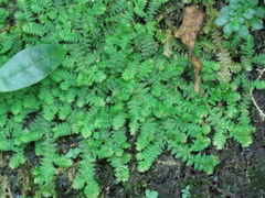 Selaginella heterostachys