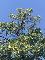 Aves