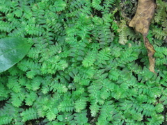 Selaginella heterostachys