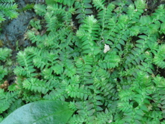 Selaginella heterostachys