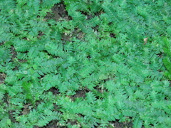 Selaginella heterostachys