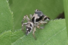 Habronattus coecatus