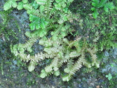 Selaginella heterostachys