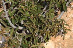 Diospyros scabrida