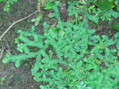 Selaginella heterostachys