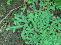 Selaginella heterostachys