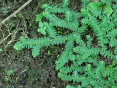 Selaginella heterostachys