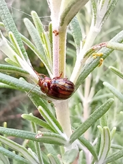 Chrysolina americana