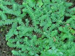 Selaginella heterostachys