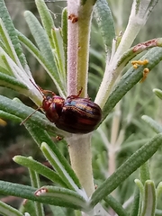 Chrysolina americana