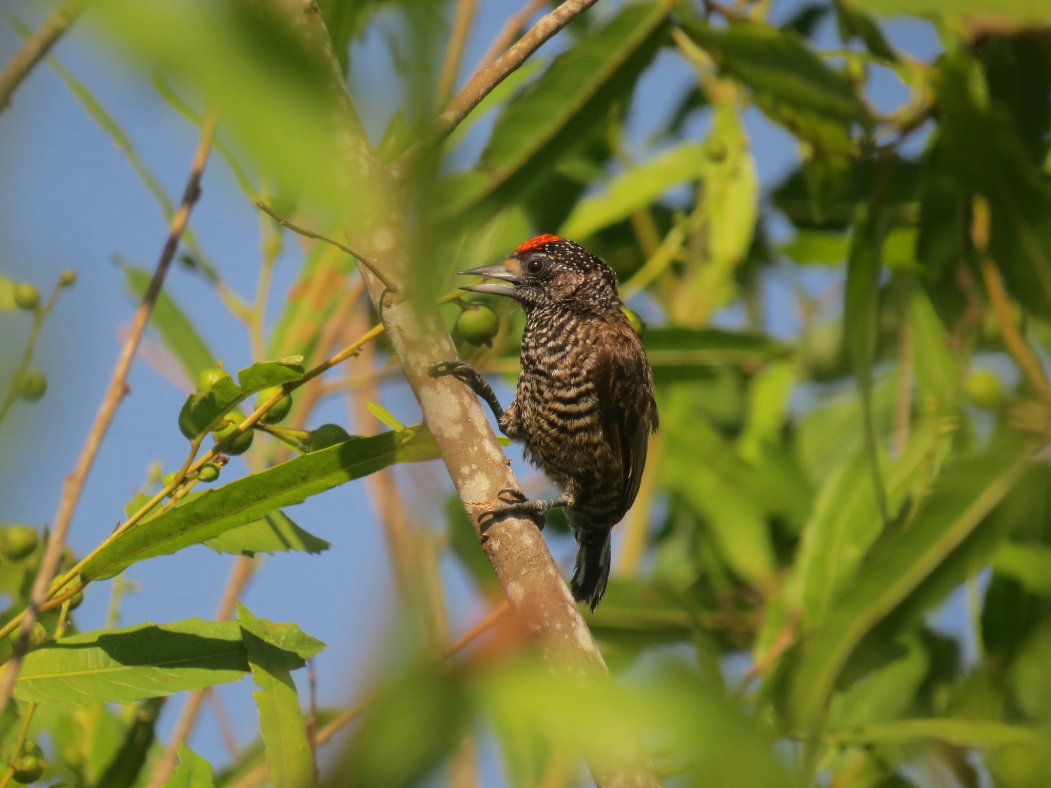 Varzea Piculet (Picumnus varzeae)