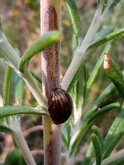 Chrysolina americana