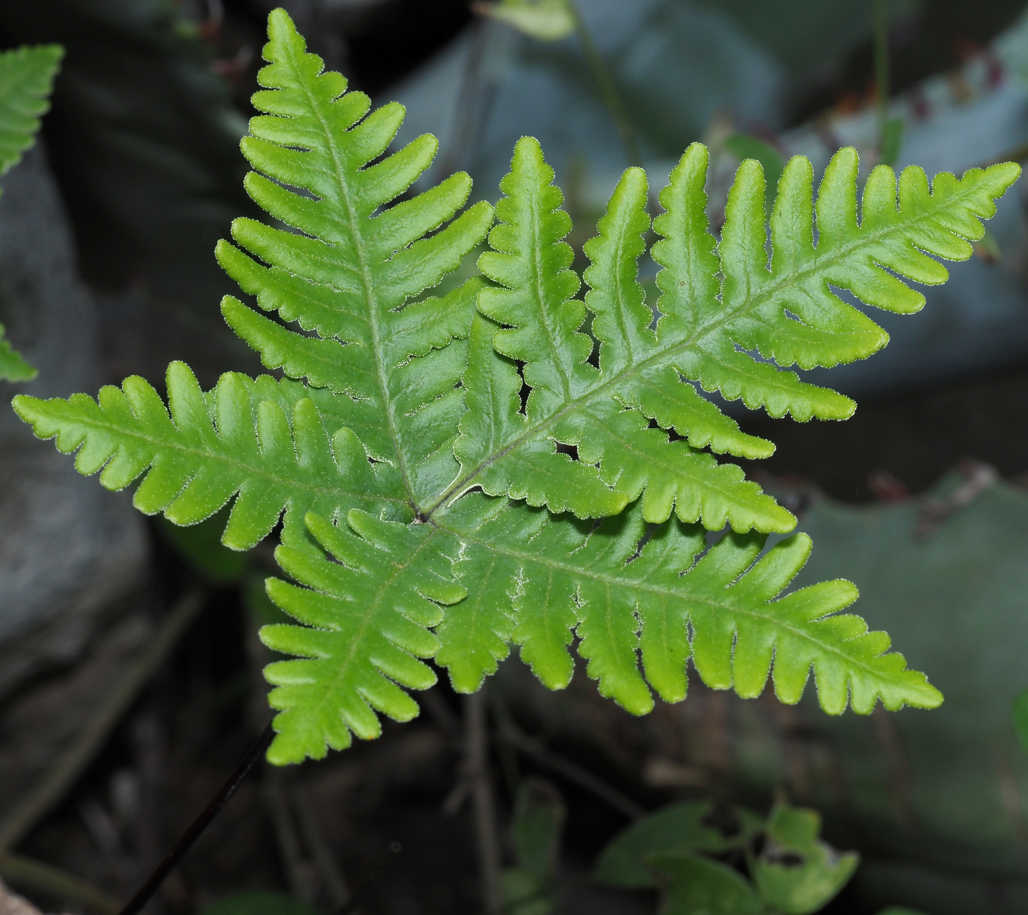Notholaena standleyi
