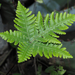 Star Cloak Fern - Photo (c) Barry Sullender, some rights reserved (CC BY-NC), uploaded by Barry Sullender