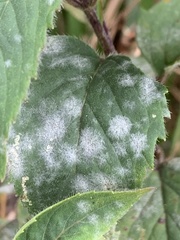 Neoerysiphe galeopsidis