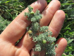 Asparagus capensis capensis