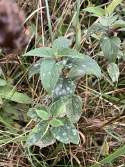 Neoerysiphe galeopsidis