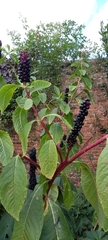Phytolacca polyandra