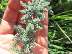 Asparagus capensis capensis