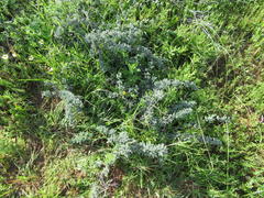 Asparagus capensis capensis