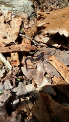 Plethodon metcalfi