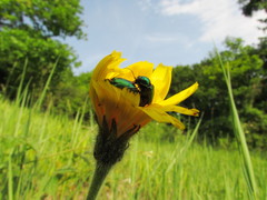 Cryptocephalus aureolus