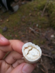 Russula versicolor