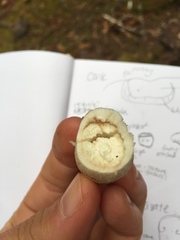Russula versicolor