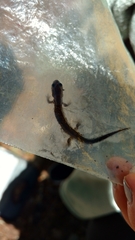Plethodon metcalfi