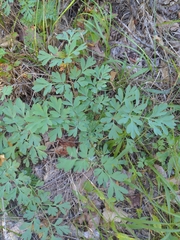 Capnoides sempervirens