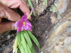 Hesperantha scopulosa