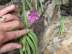 Hesperantha scopulosa