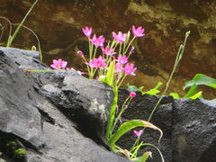 Hesperantha scopulosa