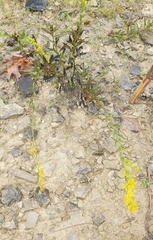 Solidago shortii
