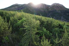 Aspalathus astroites