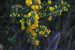 Aspalathus astroites