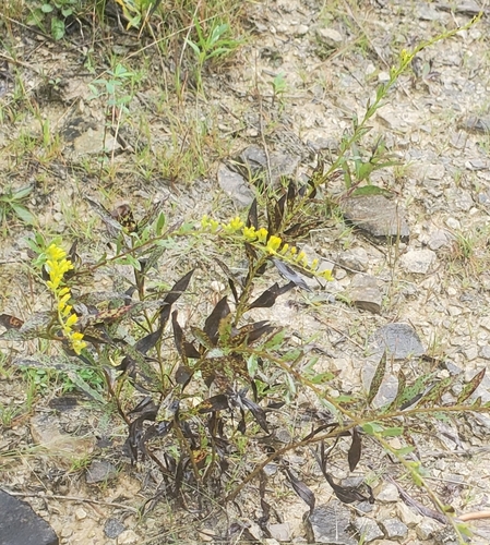 Solidago shortii, photograph 2