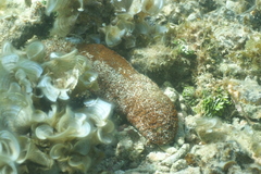 Actinopyga echinites
