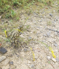 Solidago shortii