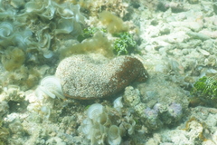 Actinopyga echinites