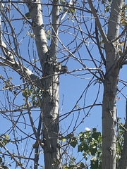 Passer domesticus