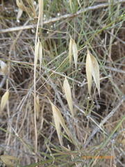 Avena sterilis