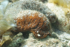 Actinopyga echinites