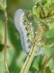 Monostegia abdominalis