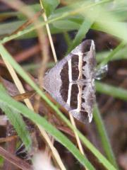 Grammodes exclusiva