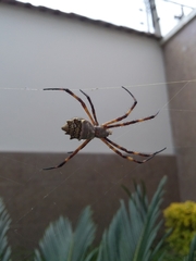 Argiope argentata