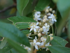Asterolasia correifolia