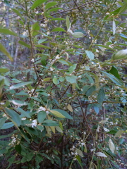 Asterolasia correifolia